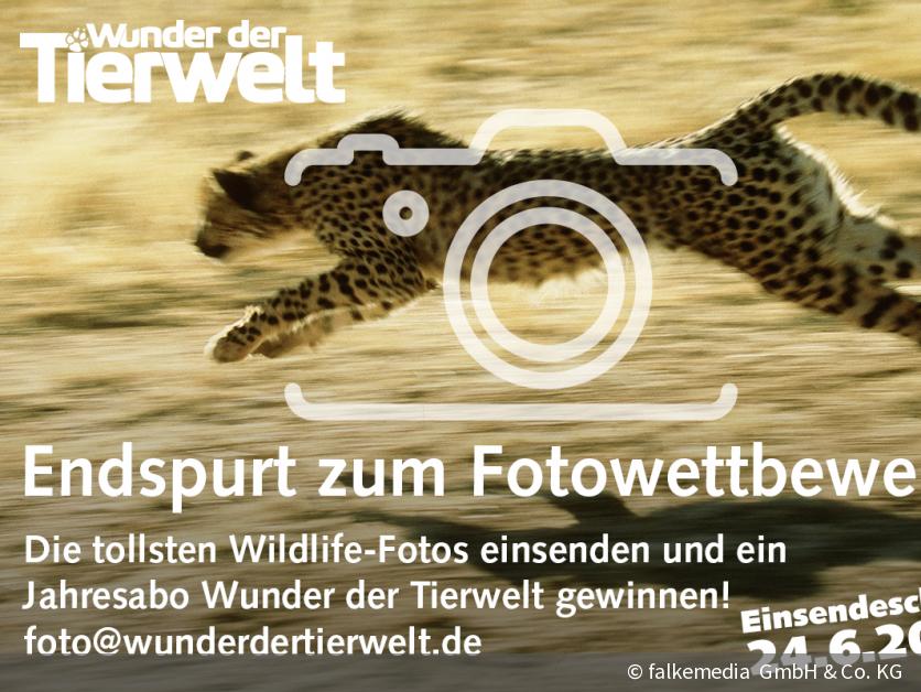 Fotowettbewerb Ihre schönsten Tiermotive