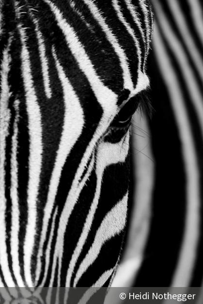 Wie Sie Ihren Naturfotos einen malerischen Touch verleihen