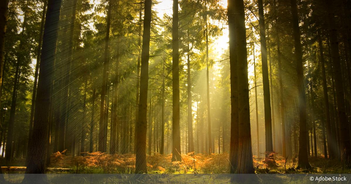 Lichtstrahlen Im Wald Foto Basics