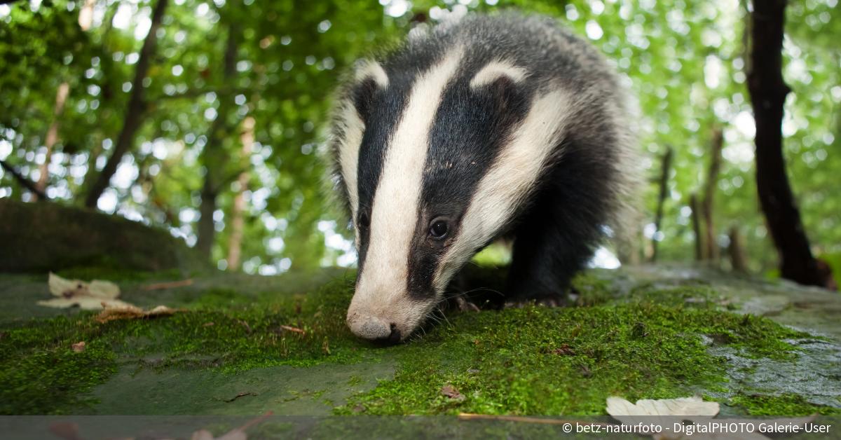 Wildtiere Im Wald 10 Schone Bilder Aus Unserer Lesergalerie
