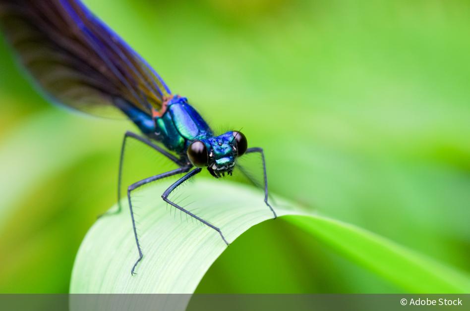 5 Tipps zur Makrofotografie DigitalPHOTO