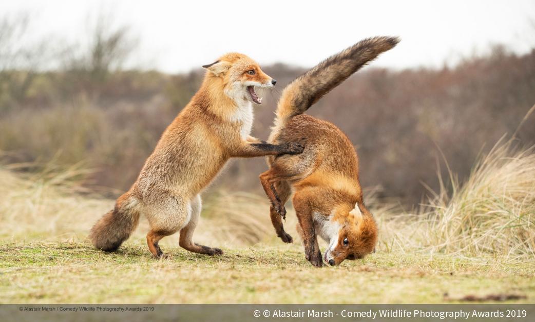 Die Gewinner des Comedy Wildlife Photography Awards 2019