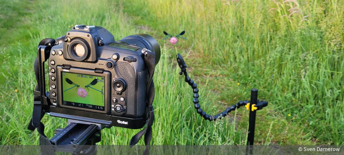 Focus Stacking in [Schritt für Schritt erklärt]