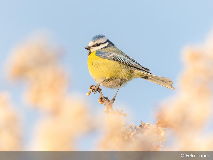 „Letztendlich ist die Fotografie der Ausdruck meiner Begeisterung für unsere heimische Tierwelt.“ – 10 Fragen an Felix Töper | DigitalPHOTO
