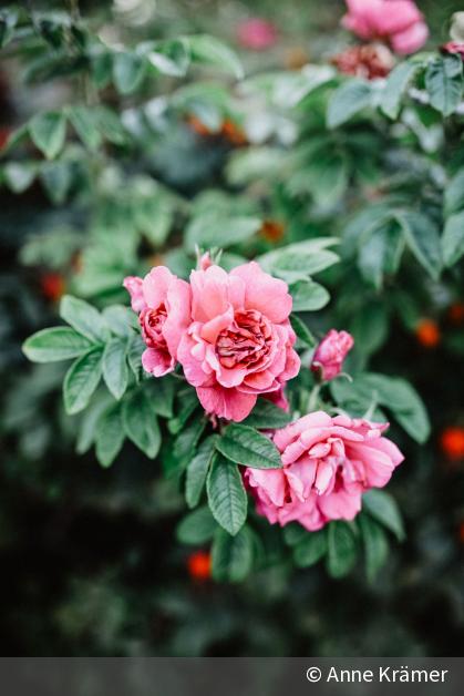 Anne Krämer im Interview Porträts und Reportagen