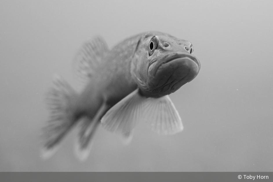 So geht Unterwasserfotografie Tipps, Tricks & Motive