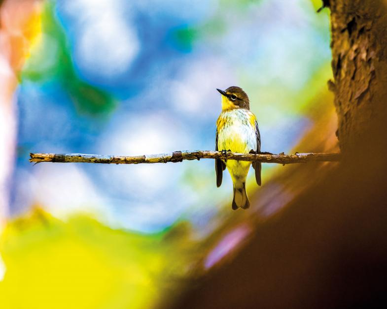 Wir analysieren Ihre Fotos: Darum funktioniert dieses Bild vom Goldkehl-Waldsänger! | DigitalPHOTO