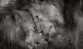 Wildlife Photographer of the Year - Der Gewinner des LUMIX People’s Choice Award