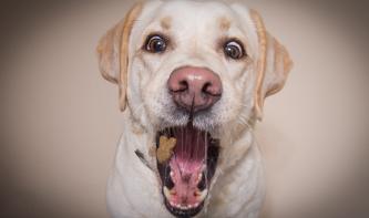 Tierfotografie: 11 süße und witzige Aufnahmen aus der Lesergalerie