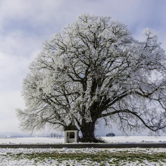 Helmut Portenkirchner