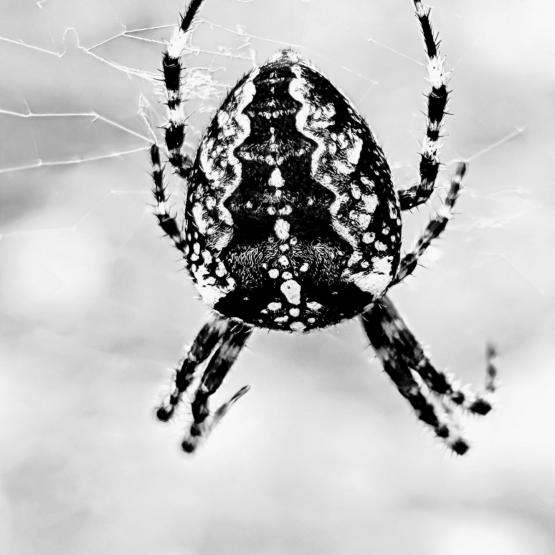 David.Knopf82_128162