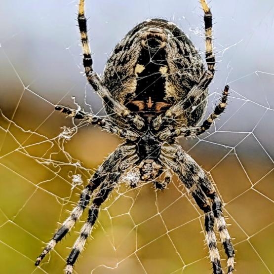 David.Knopf82_128162