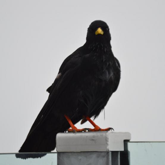 marijkewesser_128412