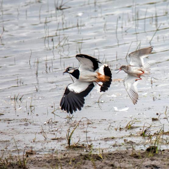 peerenboom41466_57554