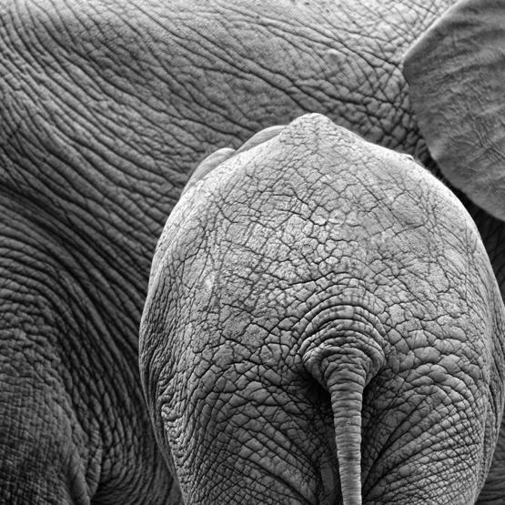 peerenboom41466_57554