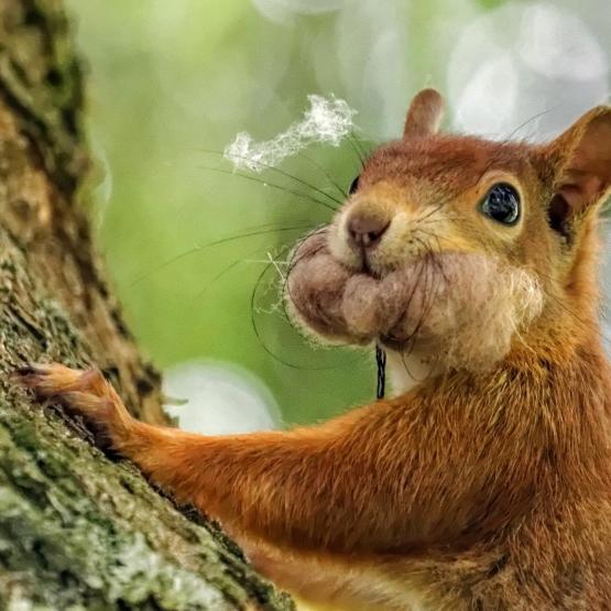 peerenboom41466_57554