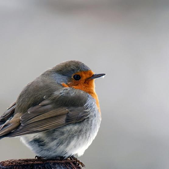 peerenboom41466_57554