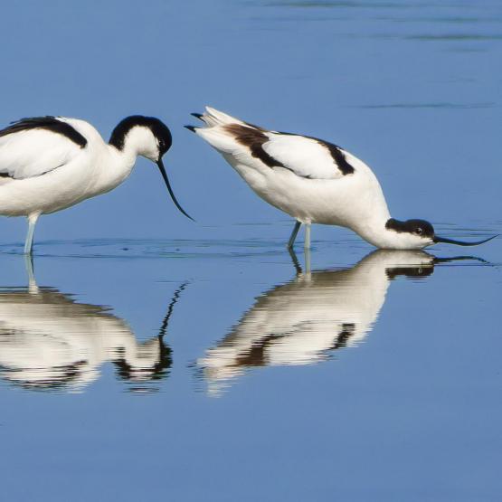 peerenboom41466_57554