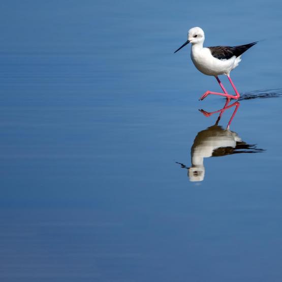 peerenboom41466_57554