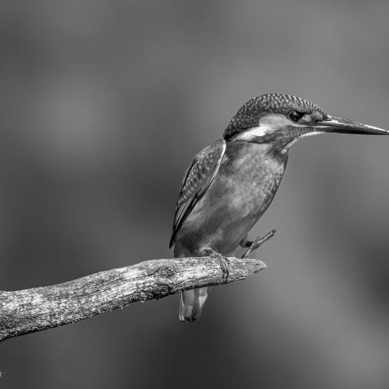 peerenboom41466_57554