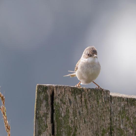 peerenboom41466_57554