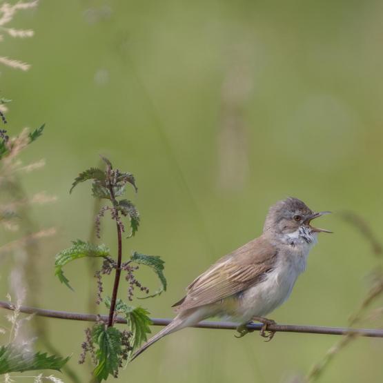 peerenboom41466_57554