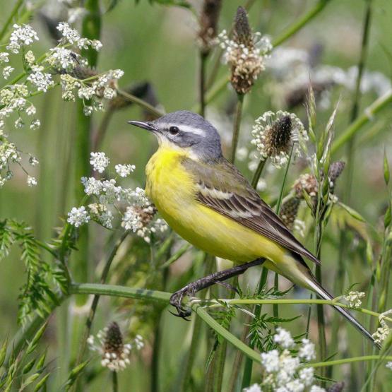 peerenboom41466_57554