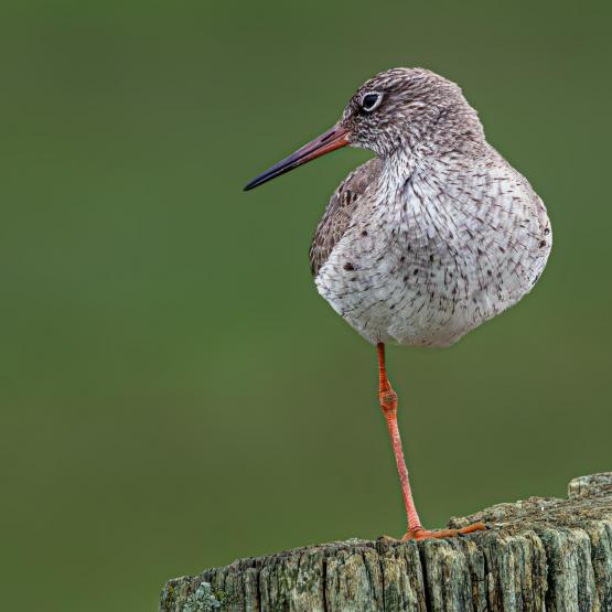 peerenboom41466_57554