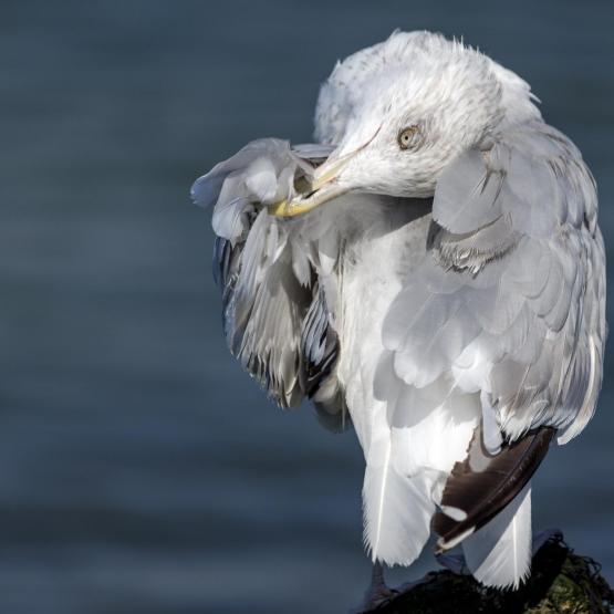 peerenboom41466_57554