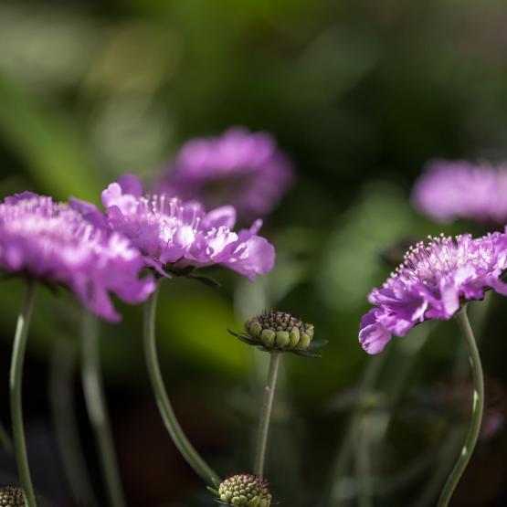 Victoria Scheler Eckstein