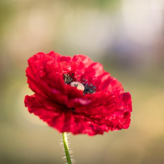 Victoria Scheler Eckstein