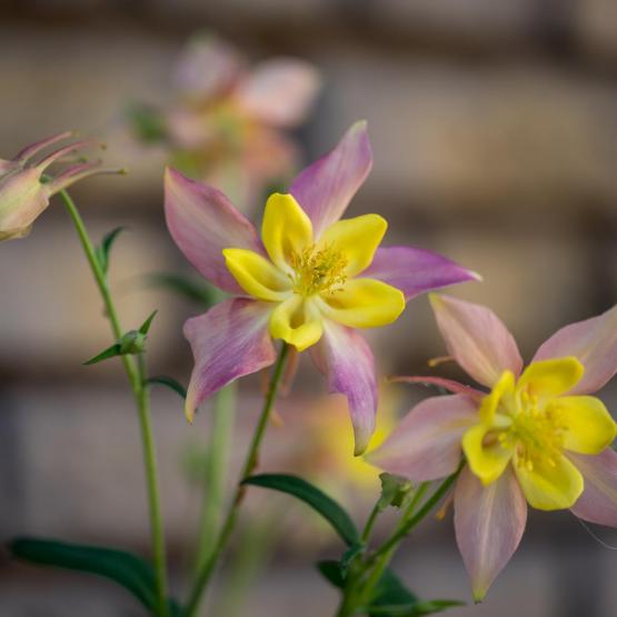 Victoria Scheler Eckstein