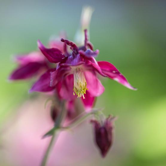 Victoria Scheler Eckstein