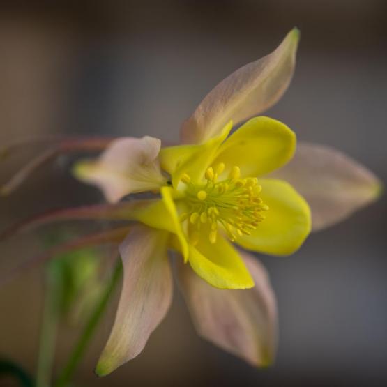 Victoria Scheler Eckstein