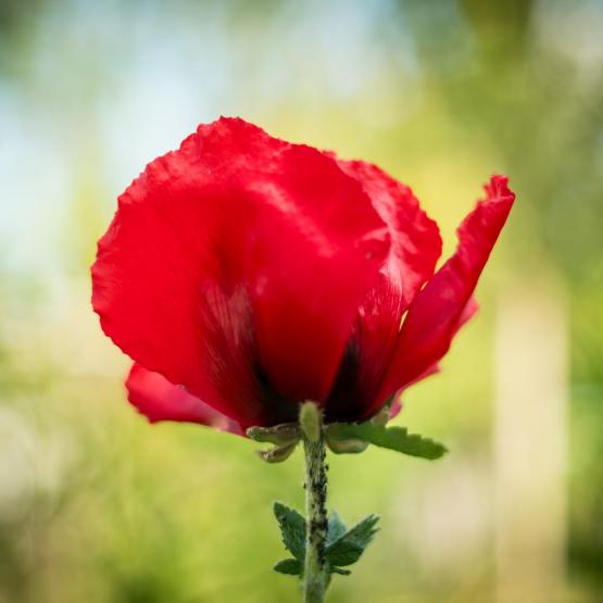 Victoria Scheler Eckstein