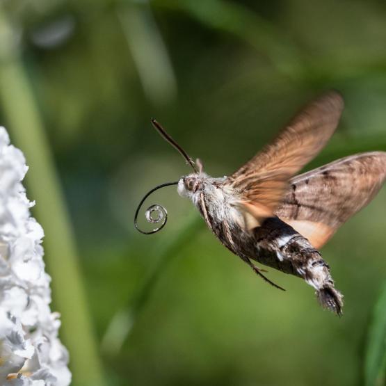 Victoria Scheler Eckstein