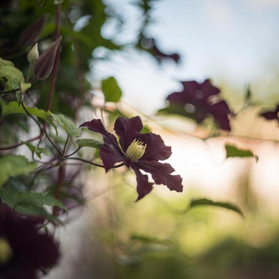 Victoria Scheler Eckstein