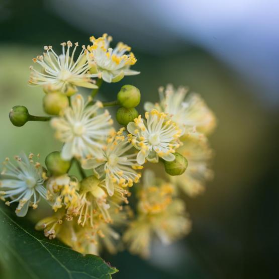 Victoria Scheler Eckstein