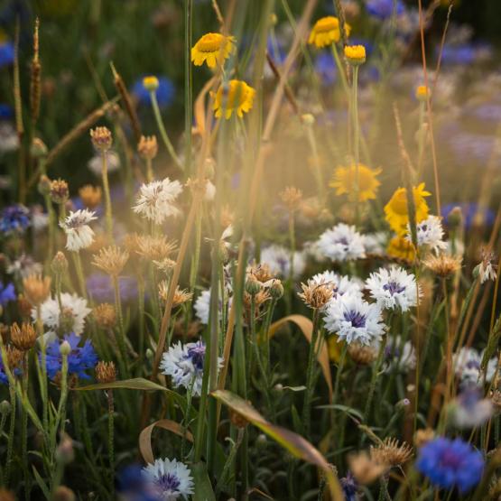 Victoria Scheler Eckstein