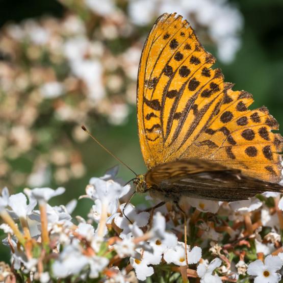 Victoria Scheler Eckstein