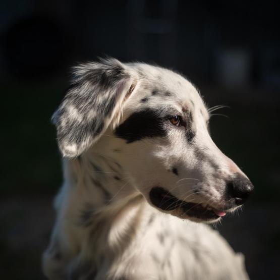 Victoria Scheler Eckstein