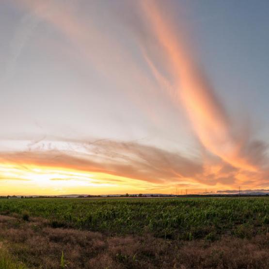 Victoria Scheler Eckstein