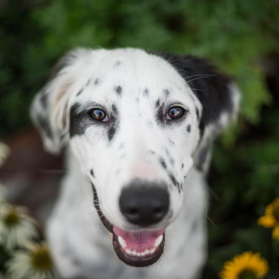 Victoria Scheler Eckstein