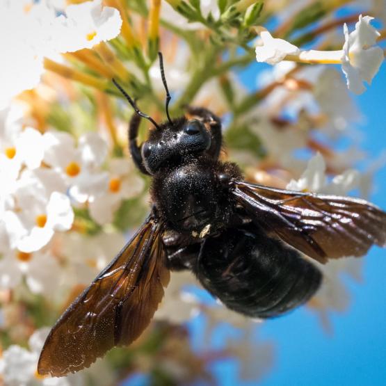 Victoria Scheler Eckstein