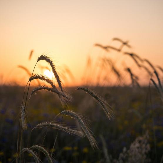 Victoria Scheler Eckstein