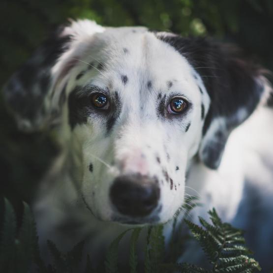 Victoria Scheler Eckstein