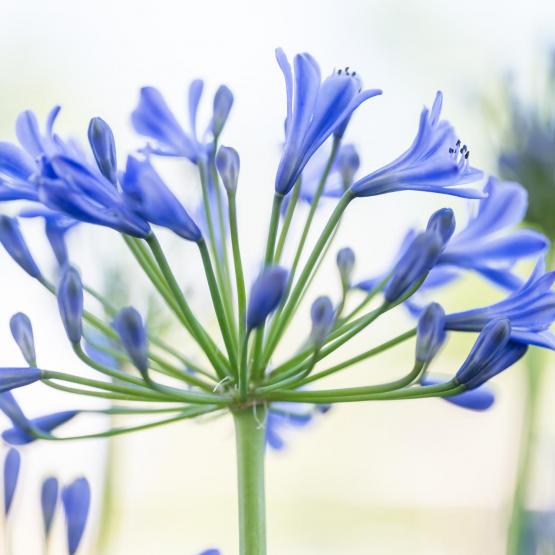 Victoria Scheler Eckstein