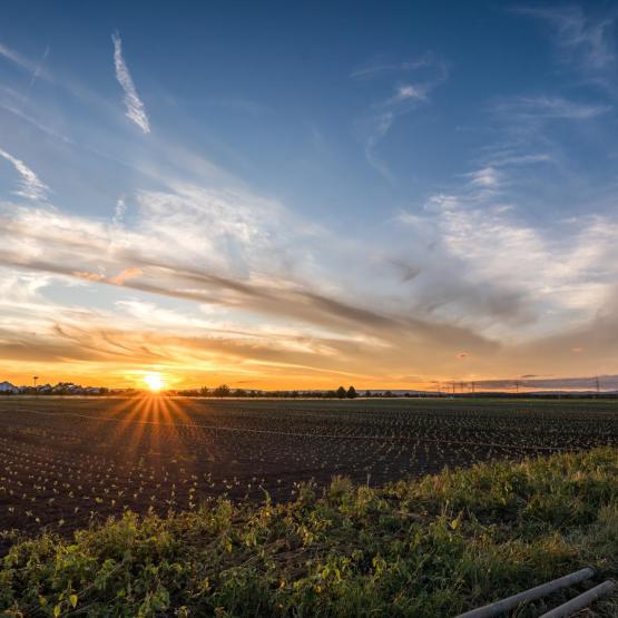 Victoria Scheler Eckstein