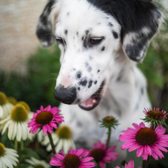 Victoria Scheler Eckstein