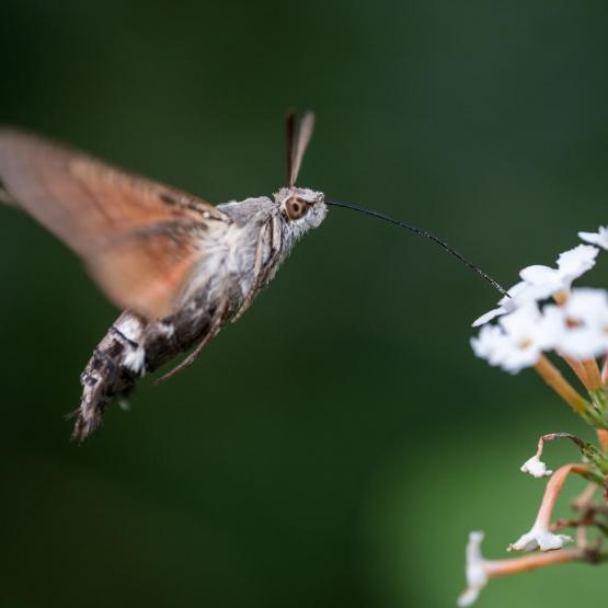 Victoria Scheler Eckstein